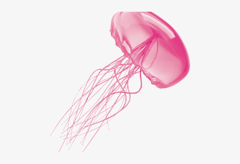 Detail Real Jellyfish Png Nomer 29