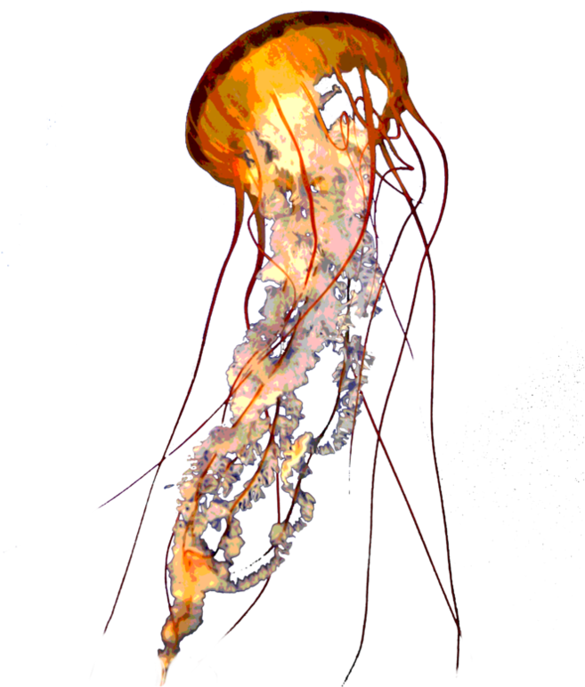 Detail Real Jellyfish Png Nomer 38