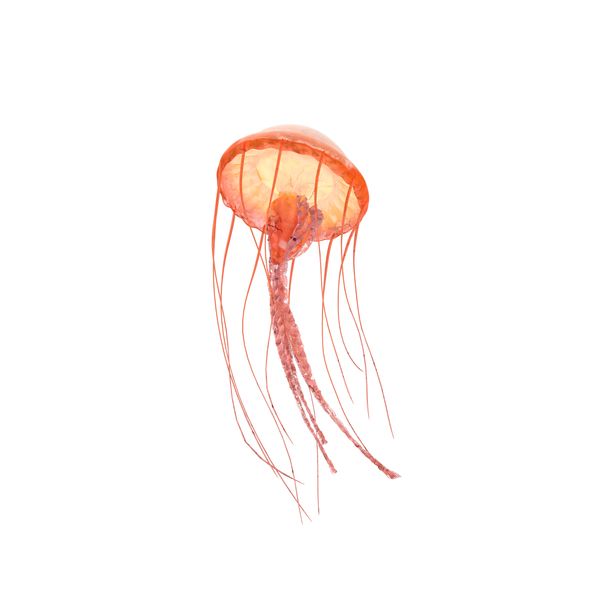 Detail Real Jellyfish Png Nomer 9