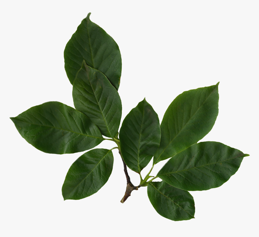 Real Leaf Png - KibrisPDR