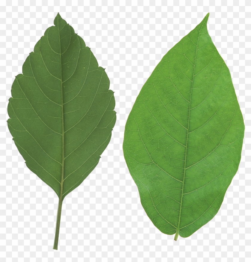 Detail Real Leaf Png Nomer 12