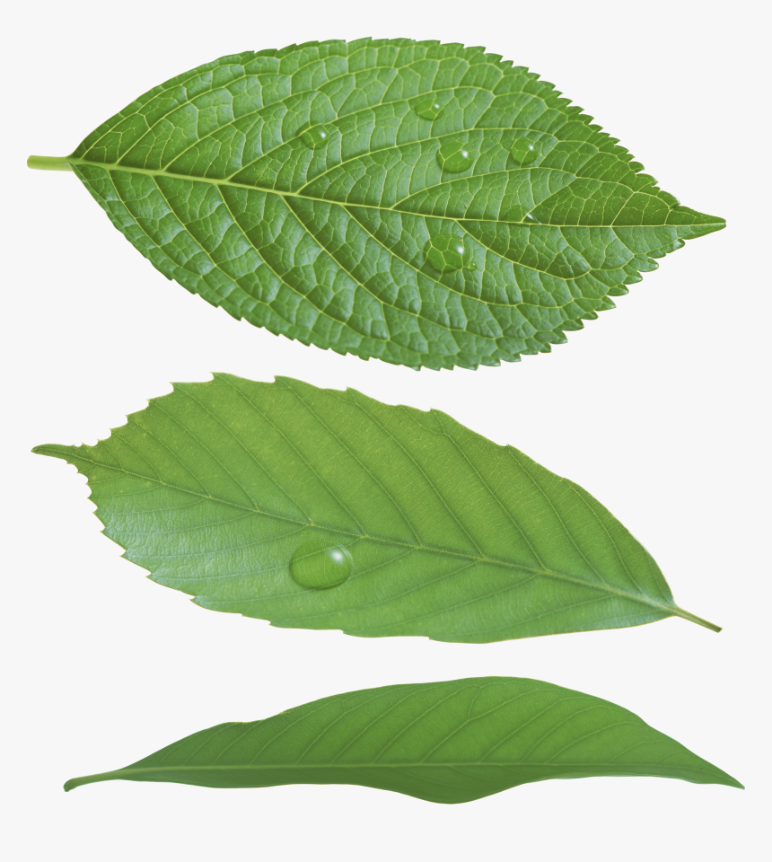 Detail Real Leaf Png Nomer 3