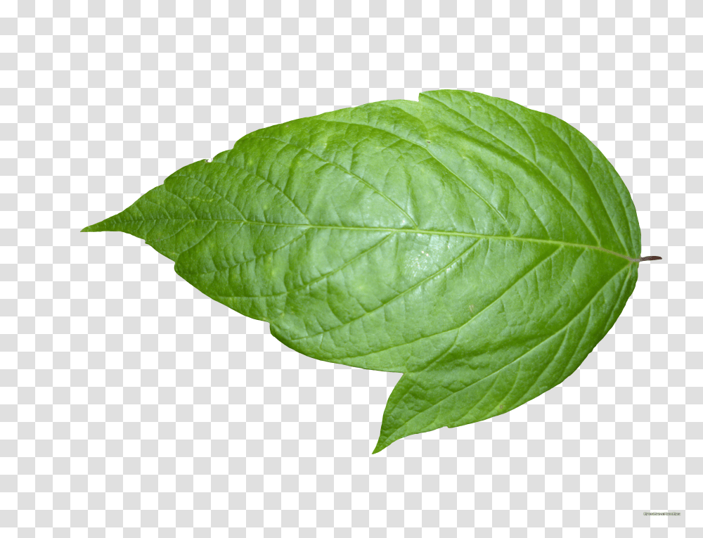 Detail Real Leaf Png Nomer 6