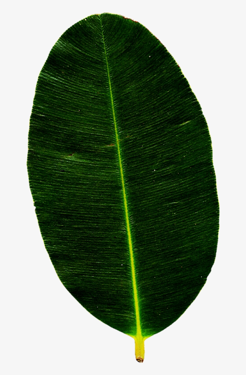 Detail Real Leaf Png Nomer 48