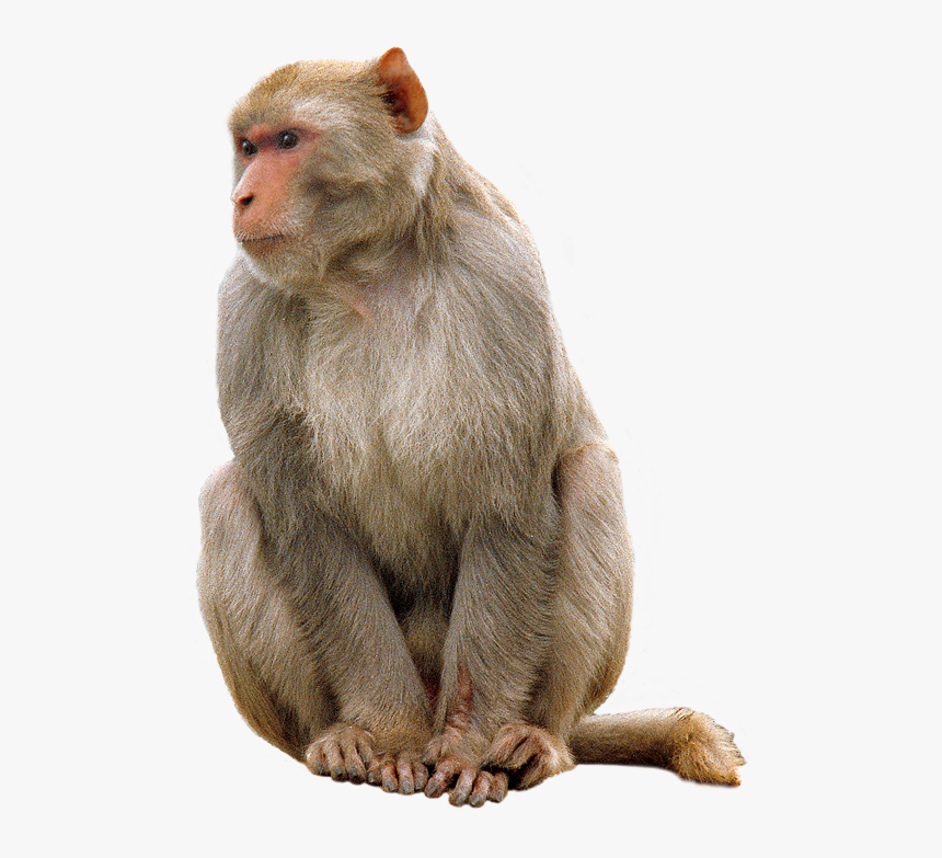 Real Monkey Png - KibrisPDR