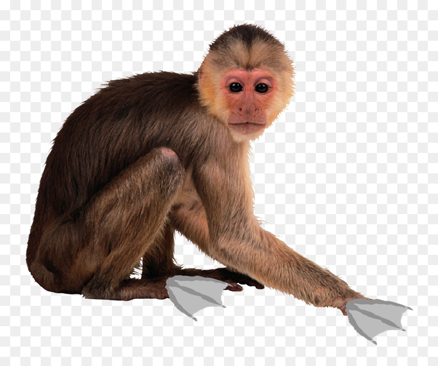 Detail Real Monkey Png Nomer 8