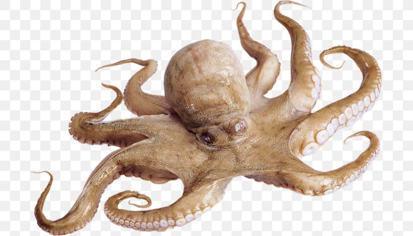 Detail Real Octopus Png Nomer 25
