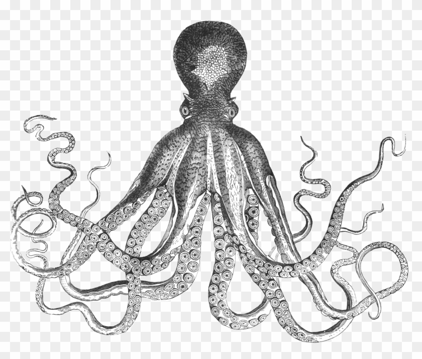 Detail Real Octopus Png Nomer 27