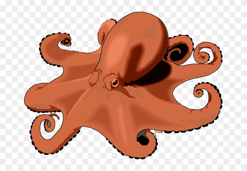 Detail Real Octopus Png Nomer 33