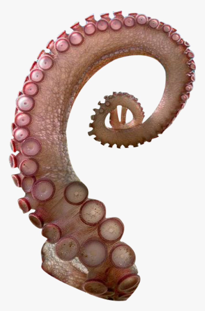 Detail Real Octopus Png Nomer 50