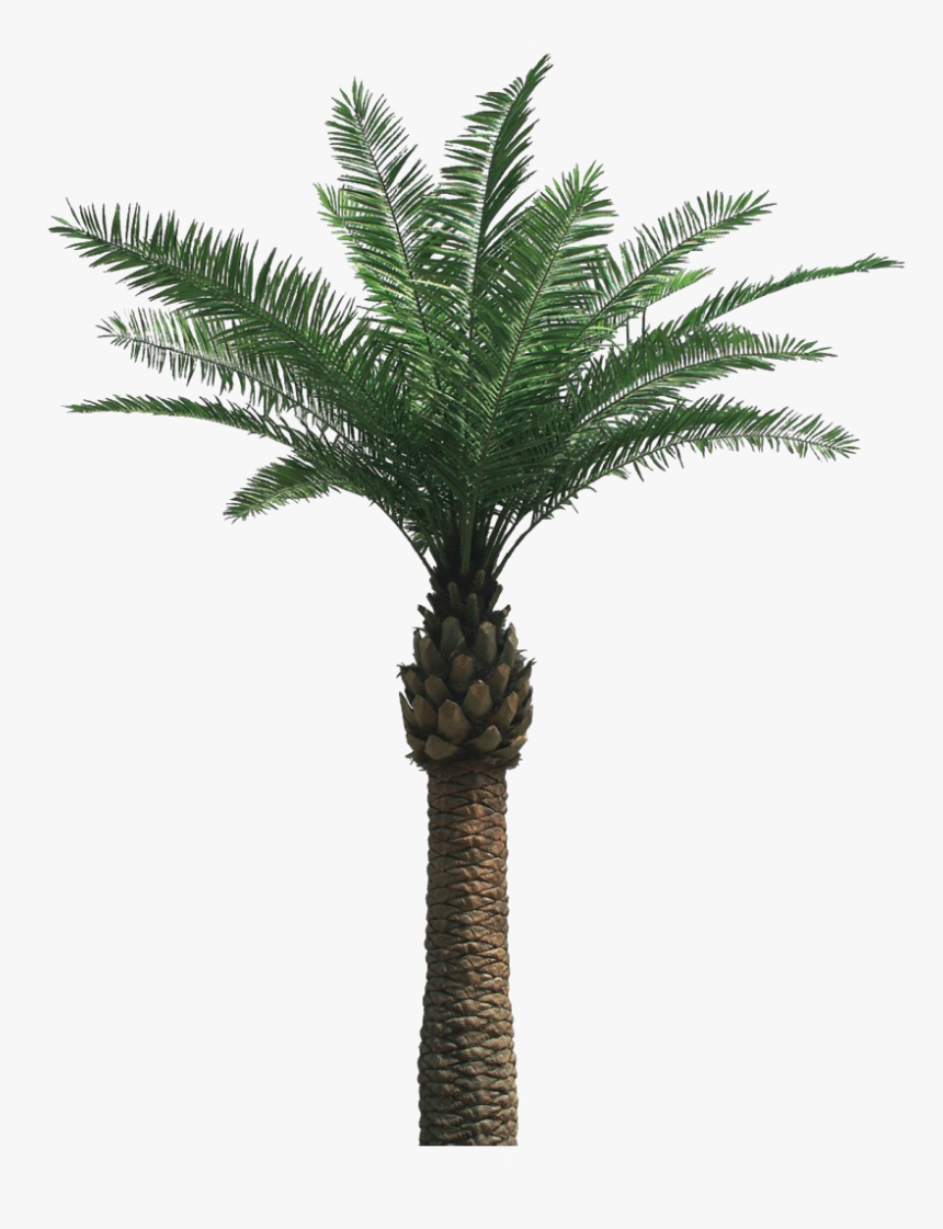 Detail Real Palm Tree Png Nomer 12