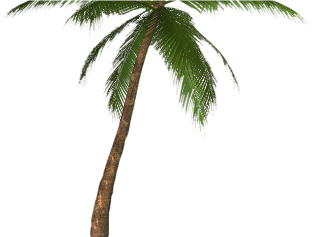 Detail Real Palm Tree Png Nomer 18