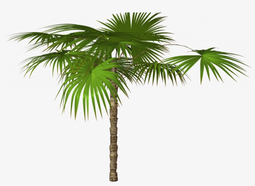 Detail Real Palm Tree Png Nomer 24