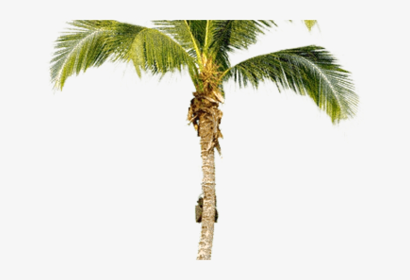 Detail Real Palm Tree Png Nomer 25