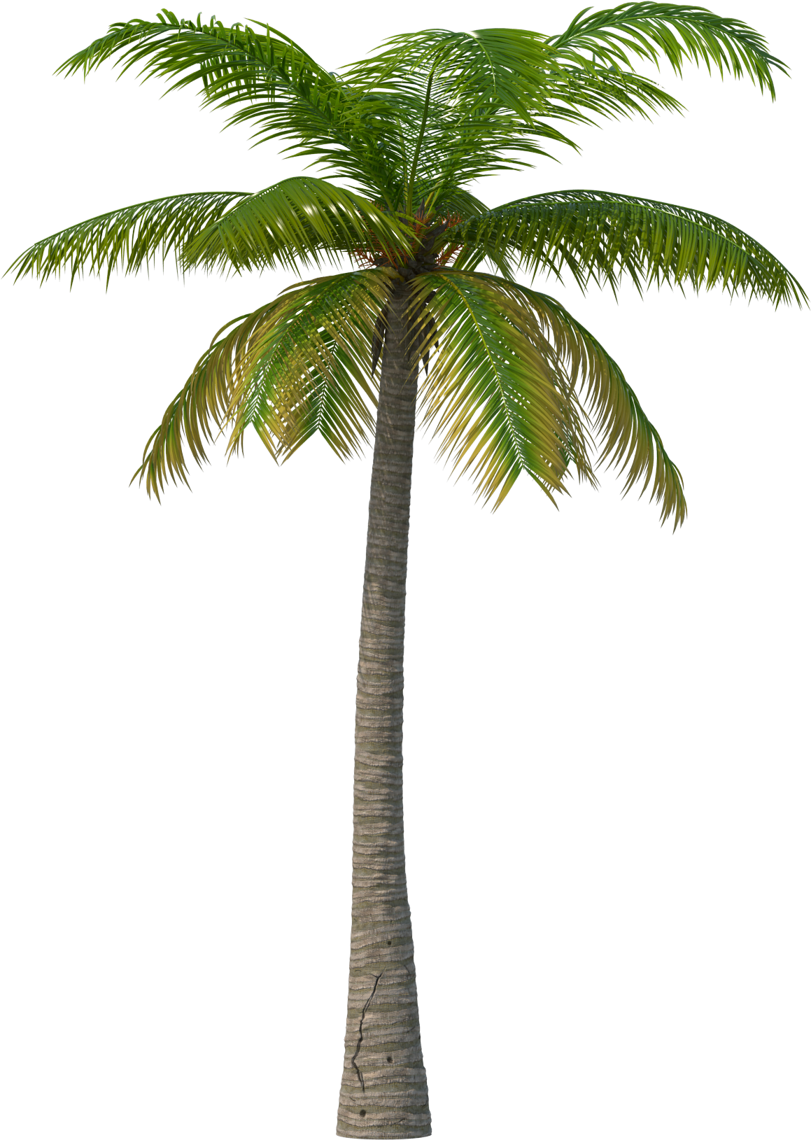 Detail Real Palm Tree Png Nomer 3