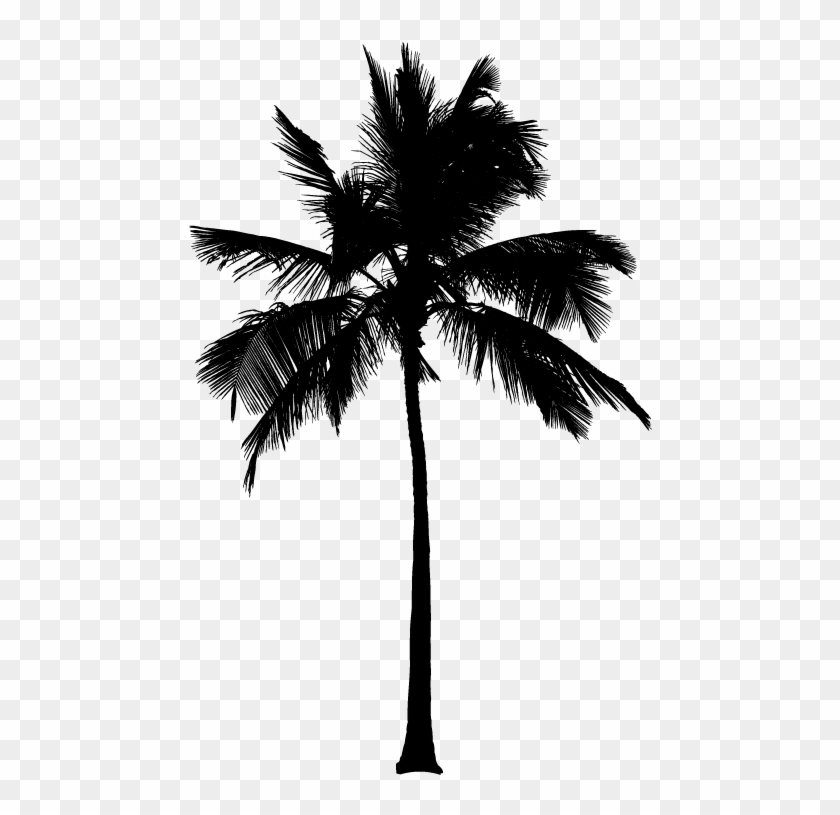Detail Real Palm Tree Png Nomer 27