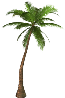 Detail Real Palm Tree Png Nomer 4