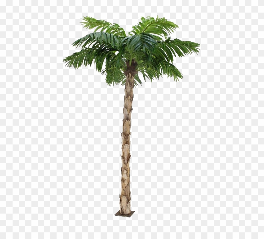 Detail Real Palm Tree Png Nomer 45
