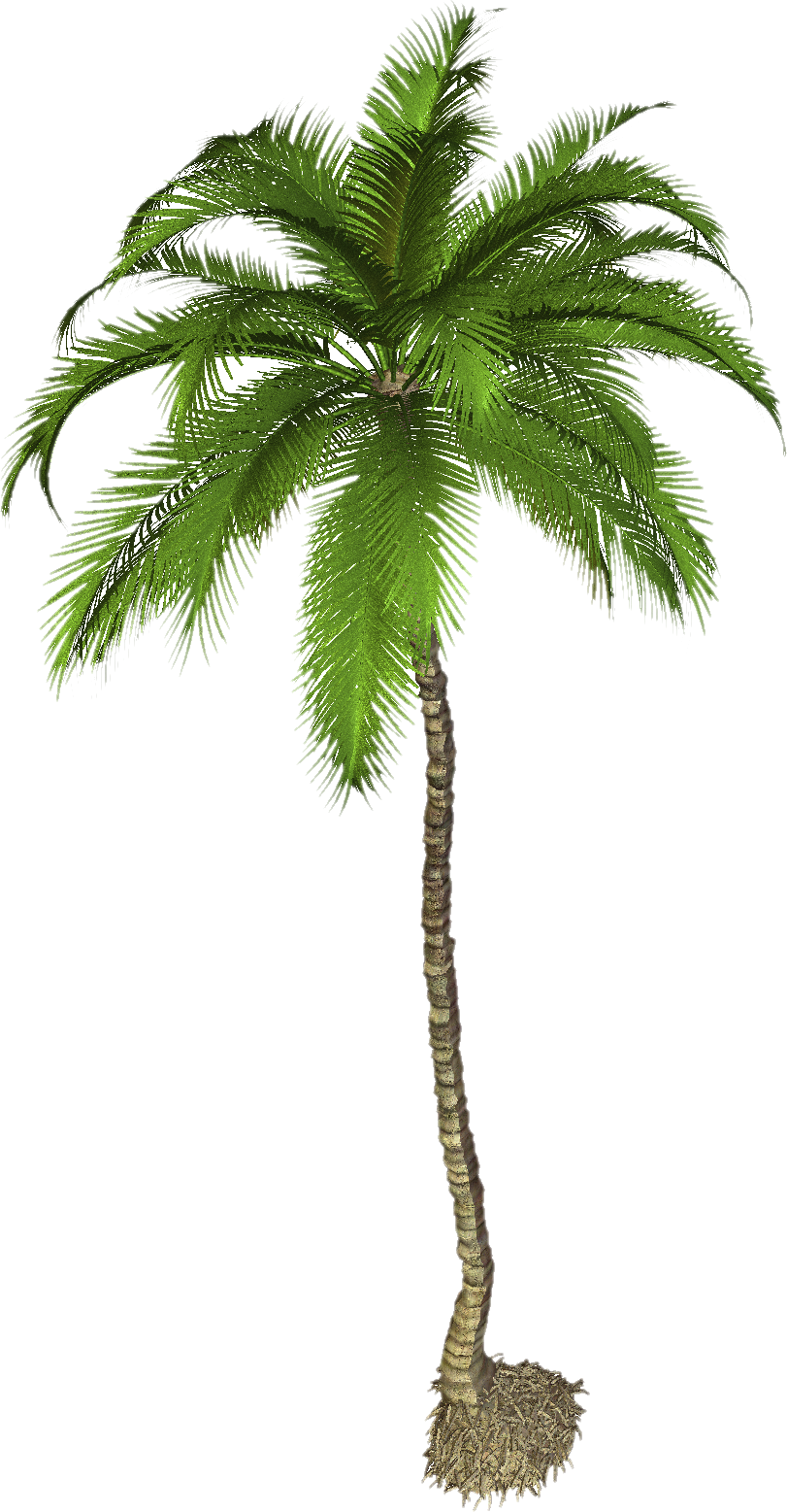 Detail Real Palm Tree Png Nomer 49