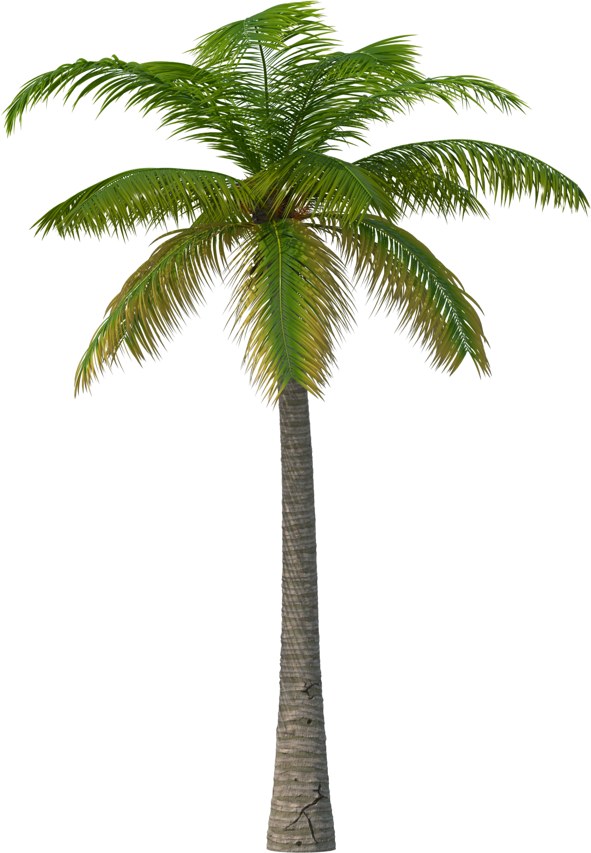 Detail Real Palm Tree Png Nomer 6