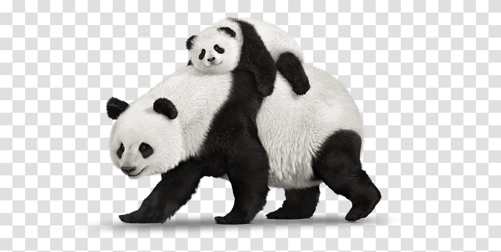 Detail Real Panda Background Nomer 34