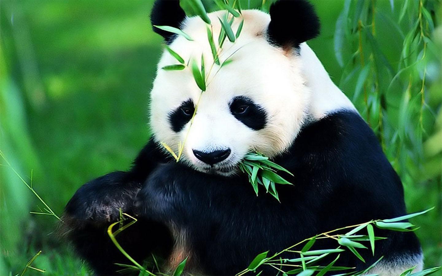 Detail Real Panda Images Nomer 11