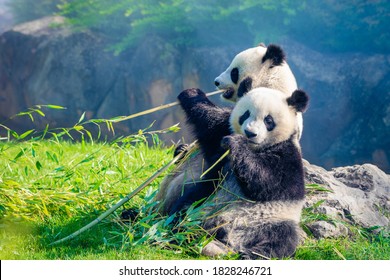 Detail Real Panda Images Nomer 12