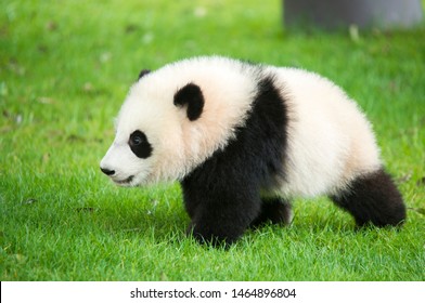 Detail Real Panda Images Nomer 22