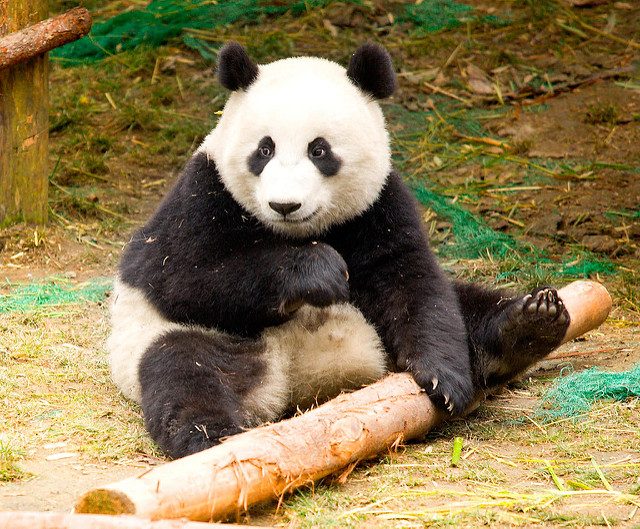 Detail Real Panda Images Nomer 23