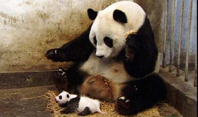 Detail Real Panda Images Nomer 26