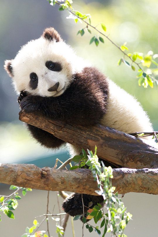 Detail Real Panda Images Nomer 43
