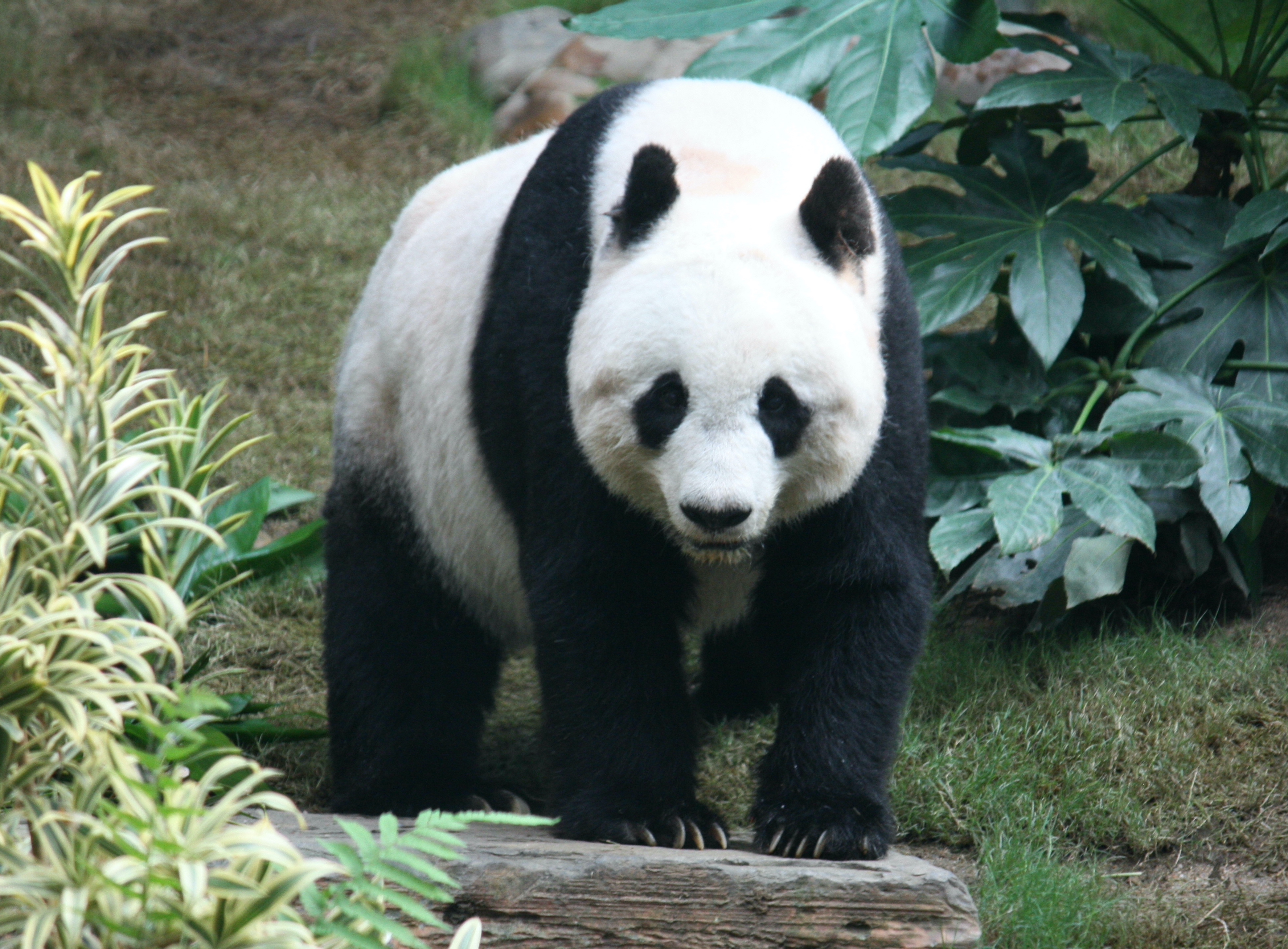 Detail Real Panda Images Nomer 7