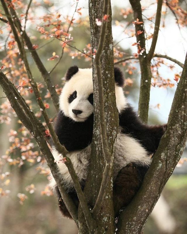 Detail Real Panda Images Nomer 8