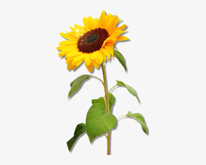 Real Sunflower Png - KibrisPDR