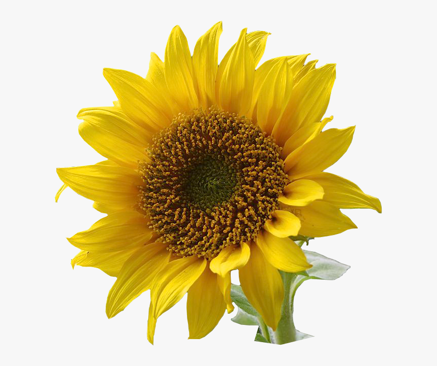 Detail Real Sunflower Png Nomer 9