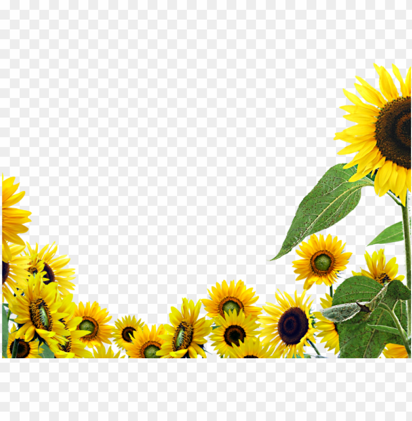 Detail Real Sunflower Png Nomer 20