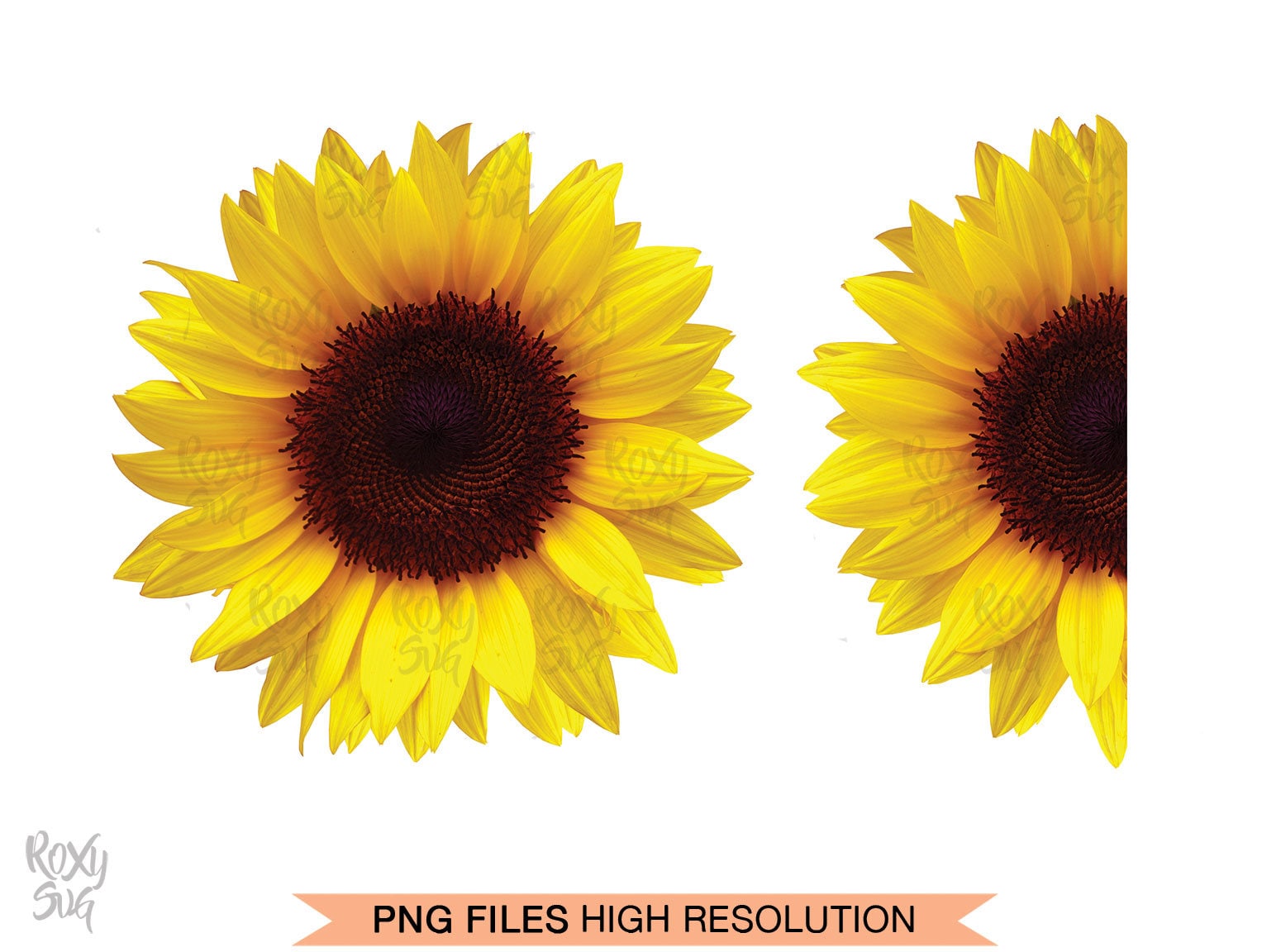 Detail Real Sunflower Png Nomer 47
