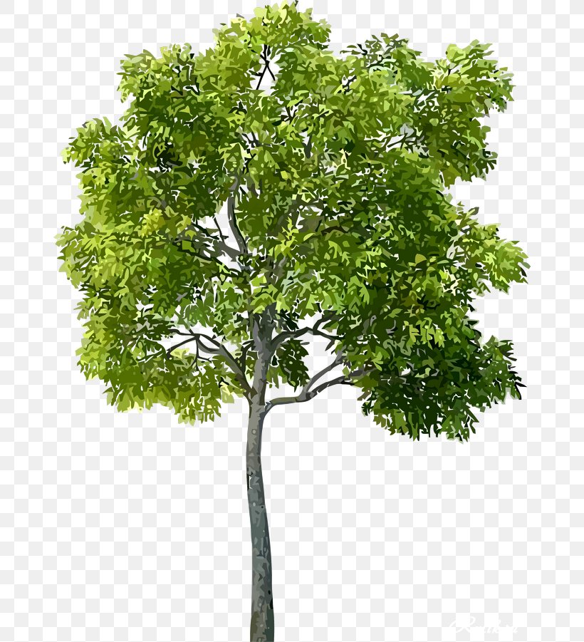 Detail Real Tree Png Nomer 2