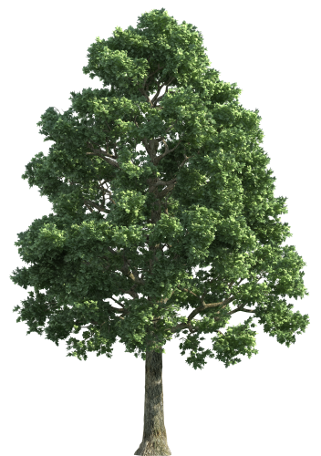 Detail Real Tree Png Nomer 6