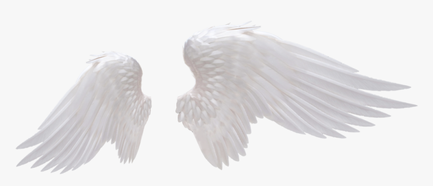 Detail Realistic Angel Wings Side View Nomer 22