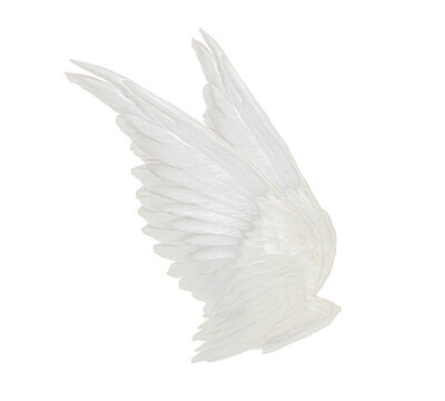Detail Realistic Angel Wings Side View Nomer 25