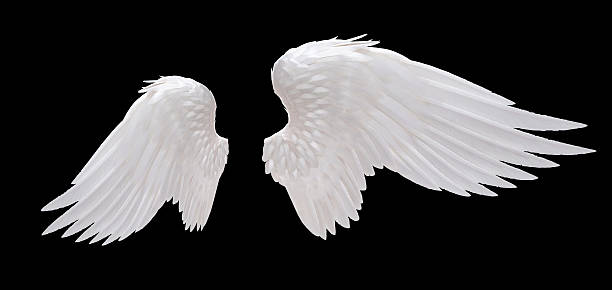 Detail Realistic Angel Wings Side View Nomer 31