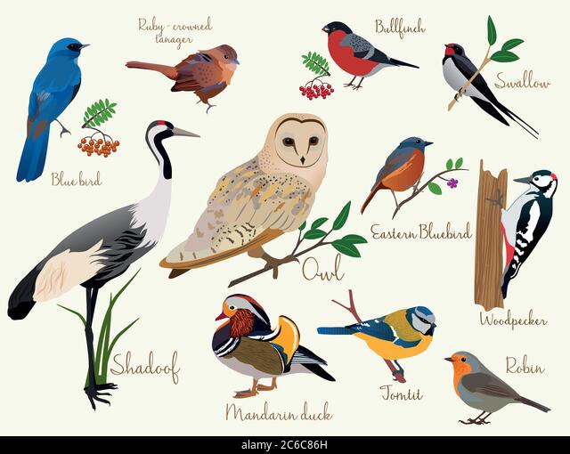 Detail Realistic Bird Clipart Nomer 16