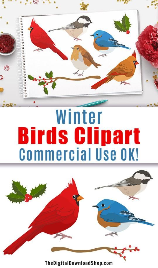 Detail Realistic Bird Clipart Nomer 17