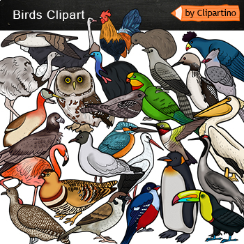 Detail Realistic Bird Clipart Nomer 29