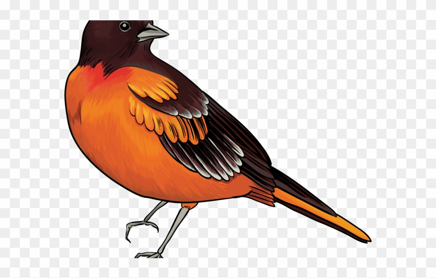 Detail Realistic Bird Clipart Nomer 4