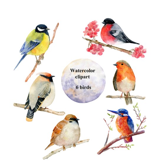 Detail Realistic Bird Clipart Nomer 37