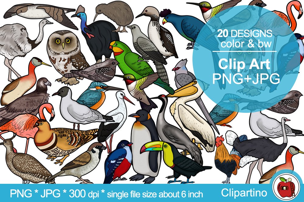 Detail Realistic Bird Clipart Nomer 40