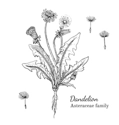 Detail Realistic Dandelion Drawing Nomer 41