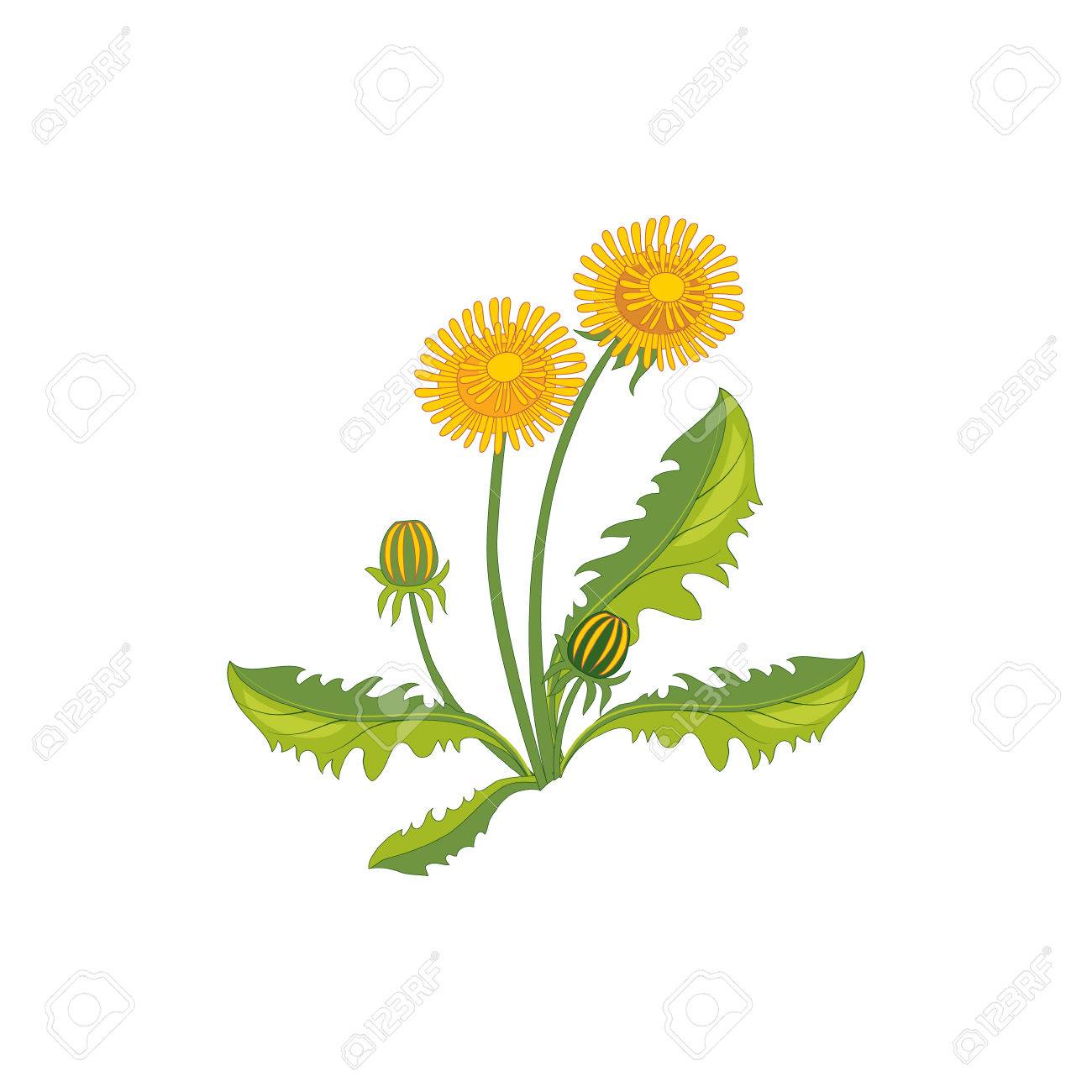 Detail Realistic Dandelion Drawing Nomer 50